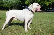 Collare in cuoio con piastre e piramidi per Bulldog americano Collare in cuoio con piastre e piramidi per Bulldog americano